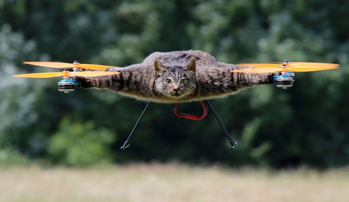kate-dronas